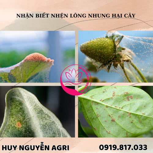 NHỆN LÔNG NHUNG HẠI CÂY