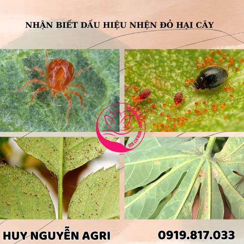 NHỆN ĐỎ HẠI CÂY