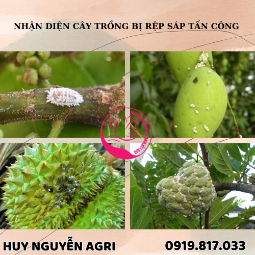 CÂY TRỒNG BỊ RỆP SÁP