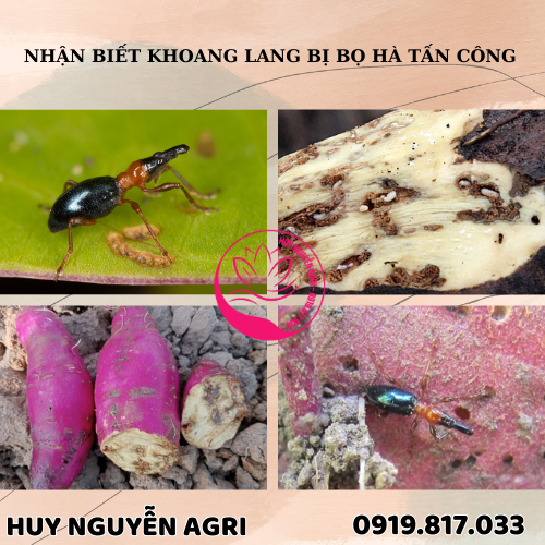 KHOANG LANG BỊ BỌ HÀ TẤN CÔNG