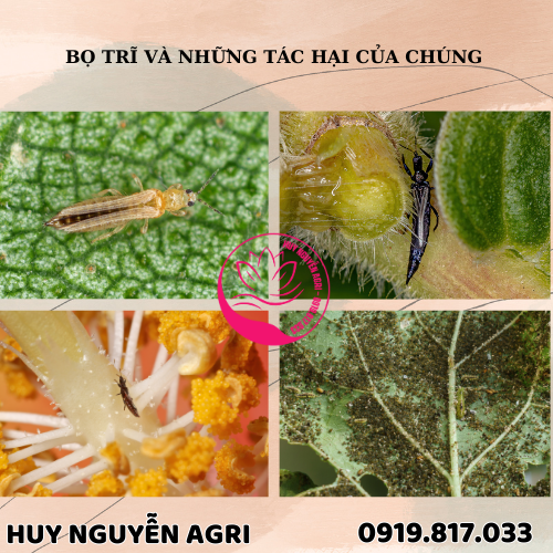 BỌ TRĨ