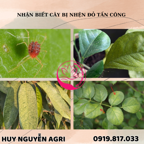 CÂY BỊ NHỆN ĐỎ