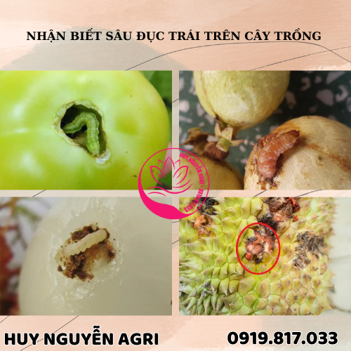 SÂU ĐỤC TRÁI