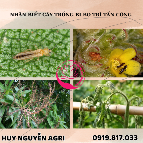 BỊ BỌ TRĨ TẤN CÔNG