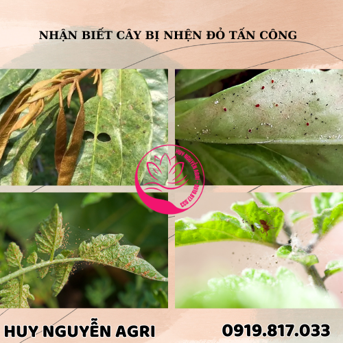 CÂY BỊ NHỆN ĐỎ TẤN CÔNG