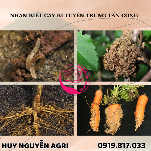 CÂY BỊ TUYẾN TRÙNG