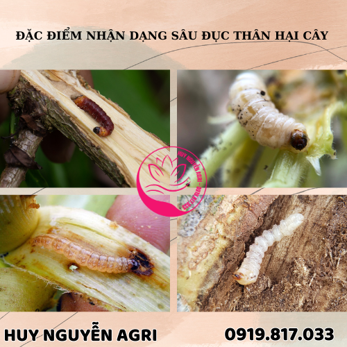 SÂU ĐỤC THÂN