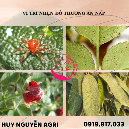 NHỆN ĐỎ THƯỜNG ẤN NẤP