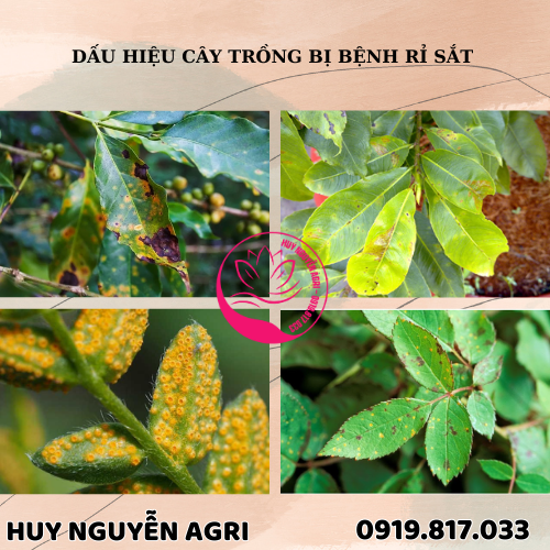 CÂY TRỒNG BỊ BỆNH RỈ SẮT