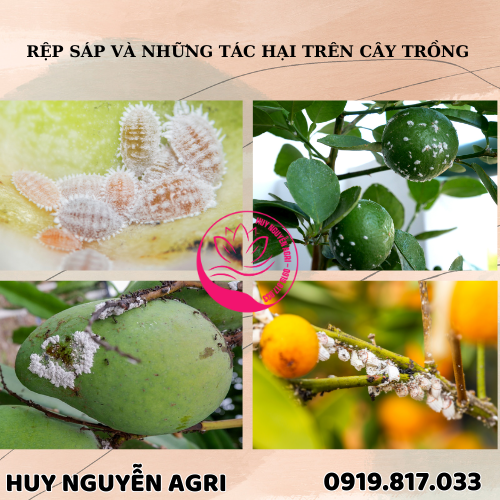 RỆP SÁP