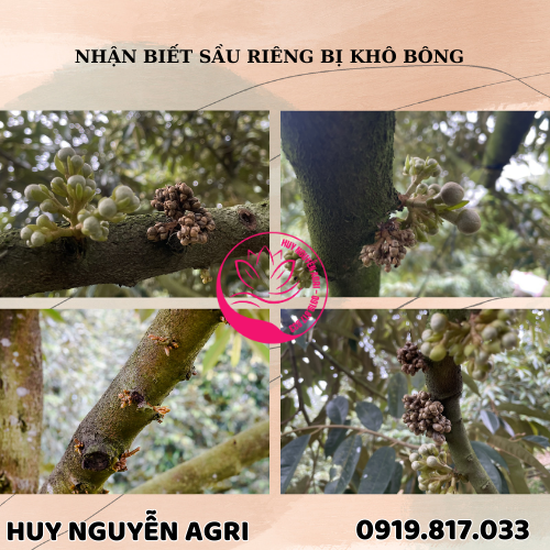 NHẬN BIẾT SẦU RIÊNG BỊ KHÔ BÔNG :