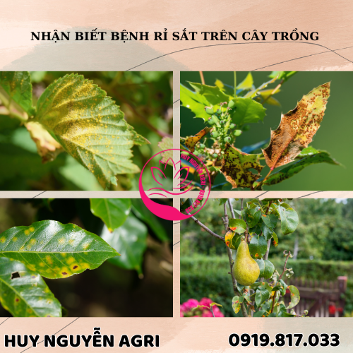 BỆNH RỈ SẮT TRÊN CÂY TRỒNG