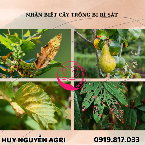 CÂY TRỒNG BỊ RỈ SẮT