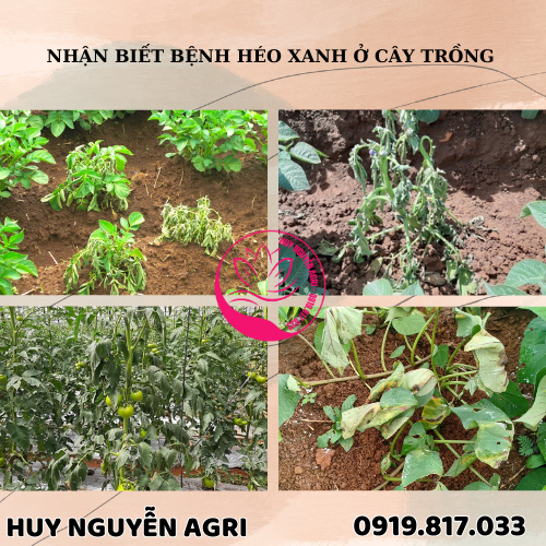 BỆNH HÉO XANH Ở CÂY TRỒNG