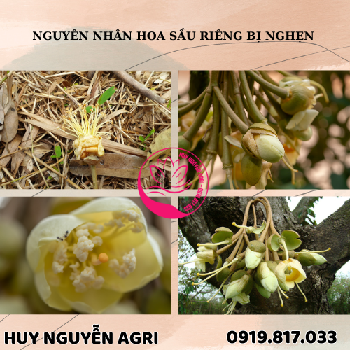 NGHẸN HOA SẦU RIÊNG