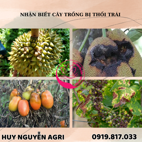 CÂY TRỒNG BỊ THỐI TRÁI