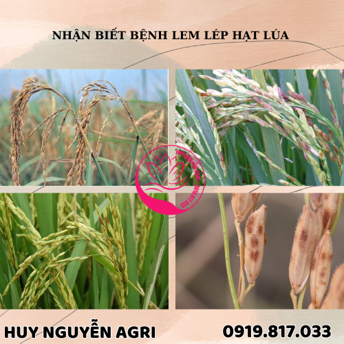 BỆNH LEM LÉP HẠT LÚA