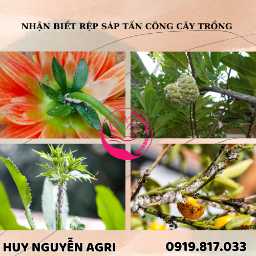 RỆP SÁP TẤN CÔNG CÂY TRỒNG