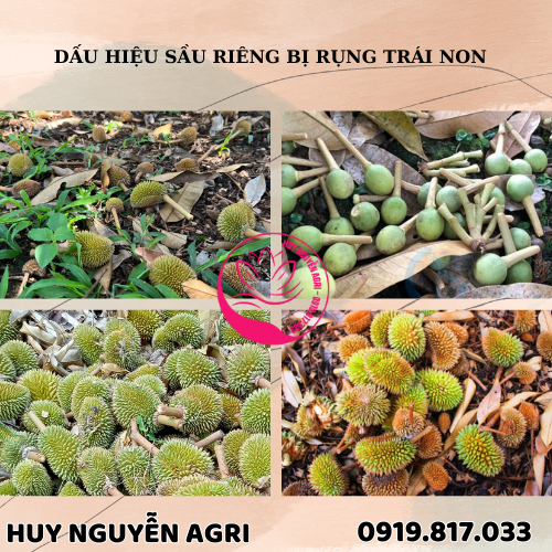 SẦU RIÊNG BỊ RỤNG TRÁI NON