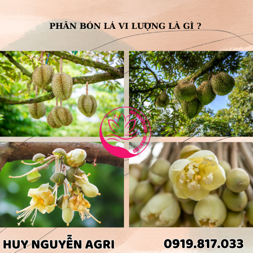 PHÂN BÓN LÁ VI LƯỢNG LÀ GÌ ?