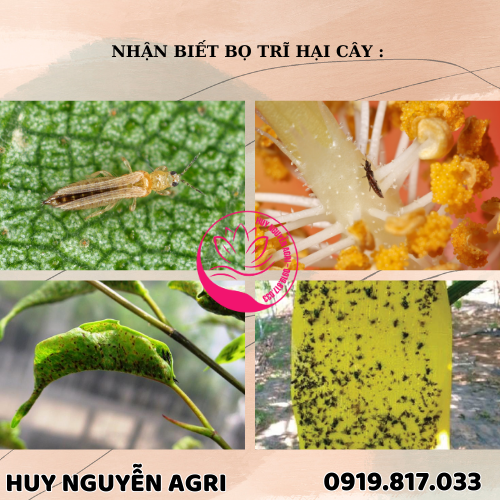 NHẬN BIẾT BỌ TRĨ HẠI CÂY