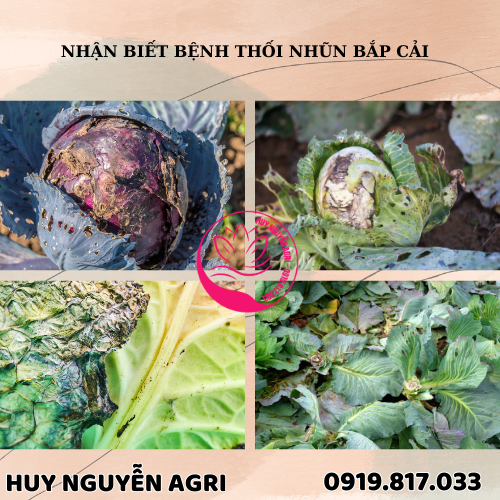 BỆNH THỐI NHŨN BẮP CẢI