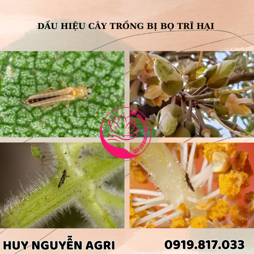 CÂY TRỒNG BỊ BỌ TRĨ HẠI