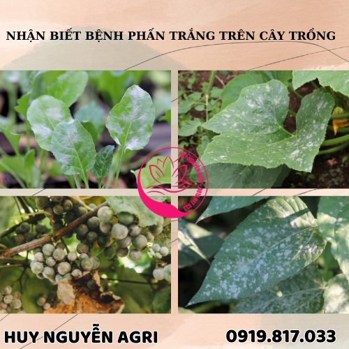 BỆNH PHẤN TRẮNG TRÊN CÂY TRỒNG