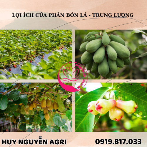 LỢI ÍCH CỦA PHÂN BÓN LÁ - TRUNG LƯỢNG :