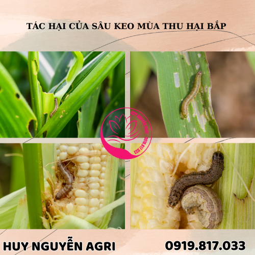 SÂU KEO MÙA THU HẠI BẮP