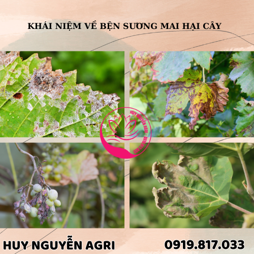 BỆNH SƯƠNG MAI HẠI CÂY