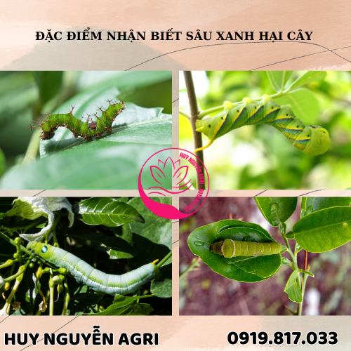 ĐẶC ĐIỂM NHẬN BIẾT SÂU XANH HẠI CÂY