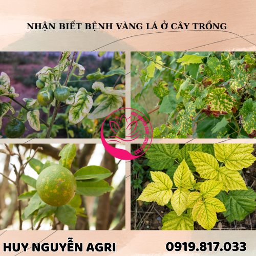 BỆNH VÀNG LÁ Ở CÂY TRỒNG