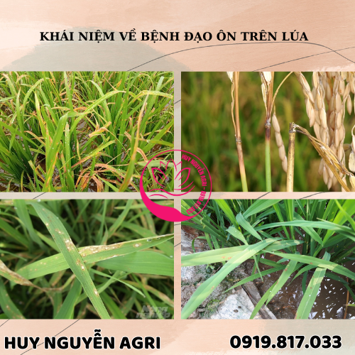 BỆNH ĐẠO ÔN TRÊN LÚA