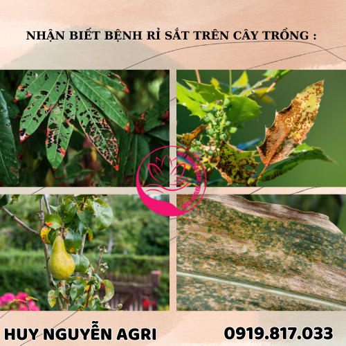 NHẬN BIẾT BỆNH RỈ SẮT TRÊN CÂY TRỒNG :