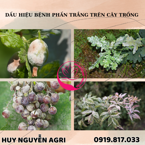 BỆNH PHẤN TRẮNG