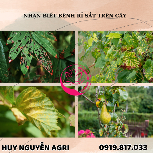 NHẬN BIẾT BỆNH RỈ SẮT TRÊN CÂY :