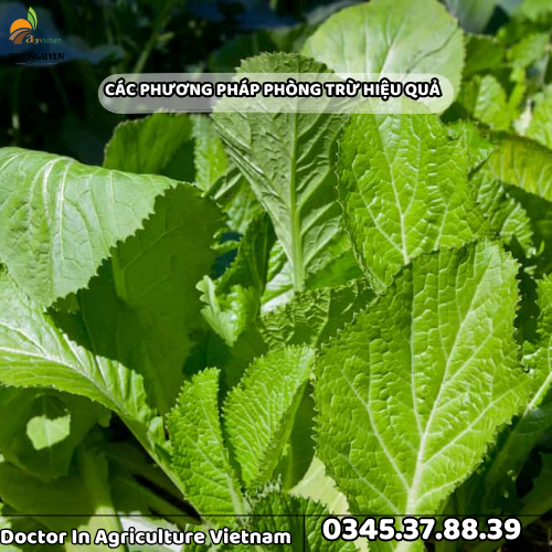 5BO NHAY httpskysuhuynguyen.com