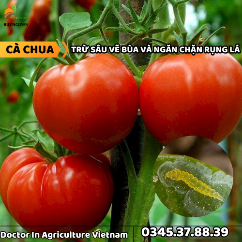 CÀ CHUA