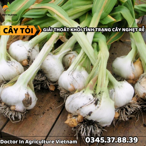 CÂY TỎI