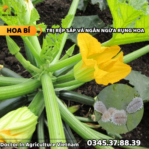 HOA BÍ