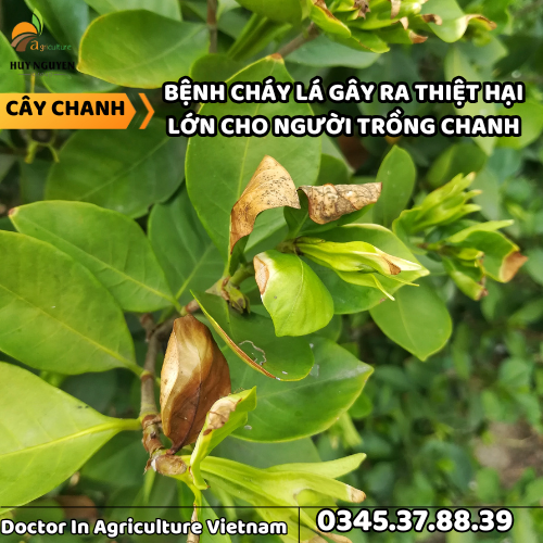 BỆNH CHÁY LÁ