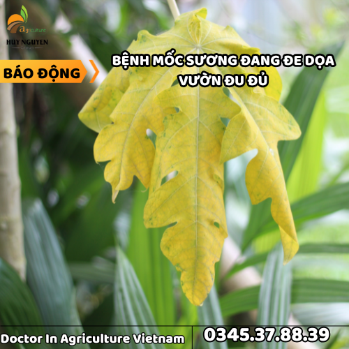 1BENH MOC SUONG DANG DE DOA VUON DU DU