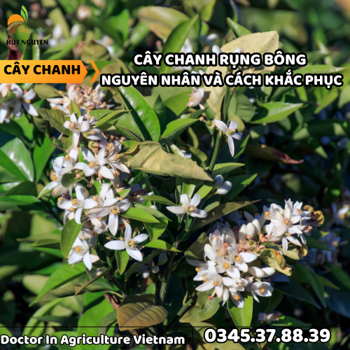 CÂY CHANH RỤNG BÔNG