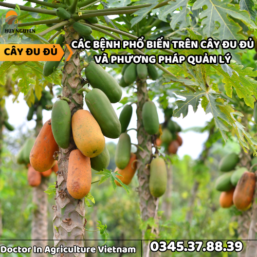 CÂY ĐU ĐỦ