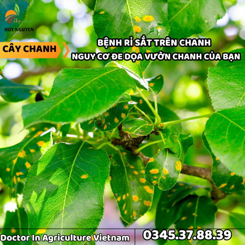 RỈ SẮT TRÊN CHANH