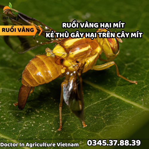 RUỒI VÀNG HẠI MÍT