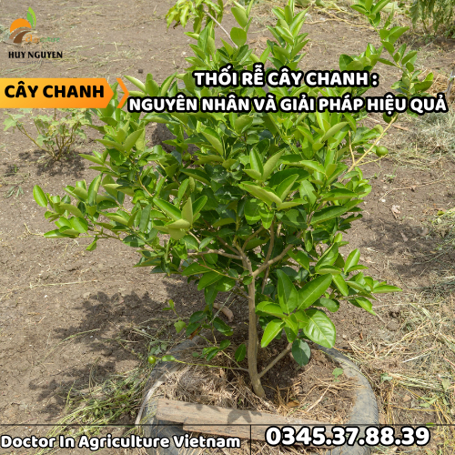 THỐI RỄ CÂY CHANH