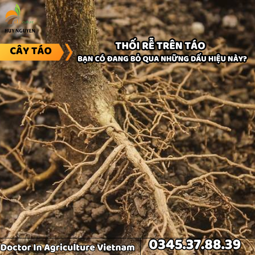 THỐI RỄ TRÊN TÁO