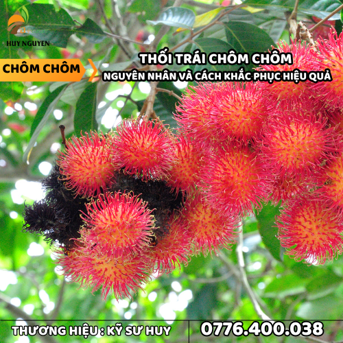 THỐI TRÁI CHÔM CHÔM